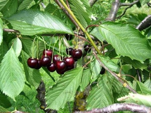 Maguskirsipuu Cerasus avium sün Prunus avium 'Elle'